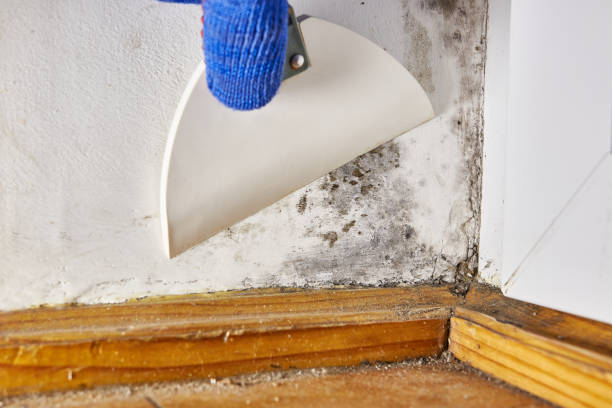 Best Mold Prevention Services  in Volga, SD